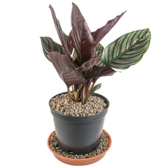 Expanded Clay Aggregate, KERAMZYT, Grade 4-8mm