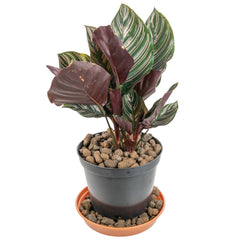 Expanded Clay Aggregate, KERAMZYT, Grade 8-16mm