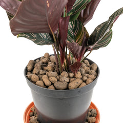 Expanded Clay Aggregate, KERAMZYT, Grade 8-16mm