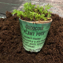 Coco Coir, Natural Growing Pot